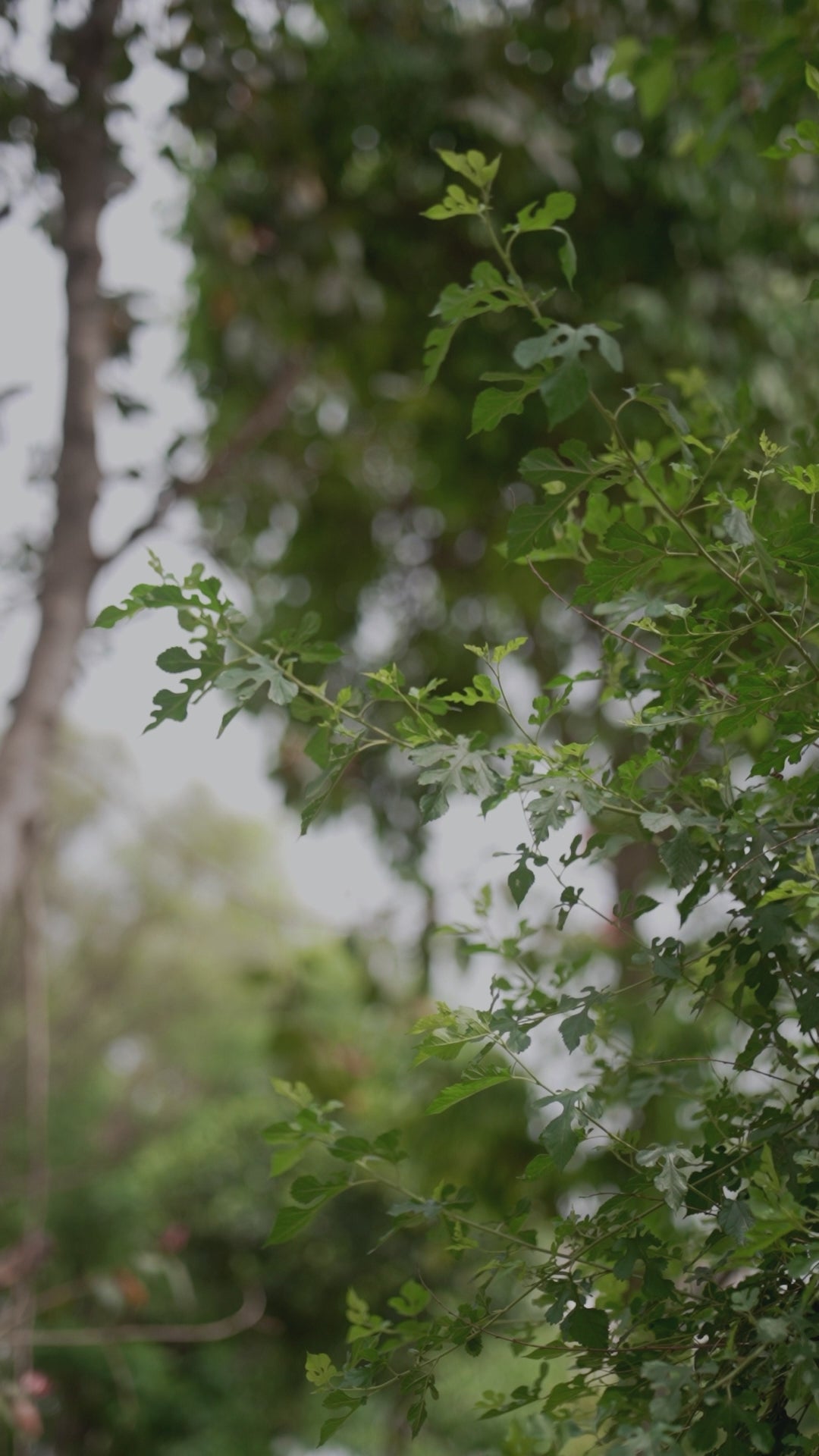Off-White Embroidered Linen Co-Ord Set with Floral Pants